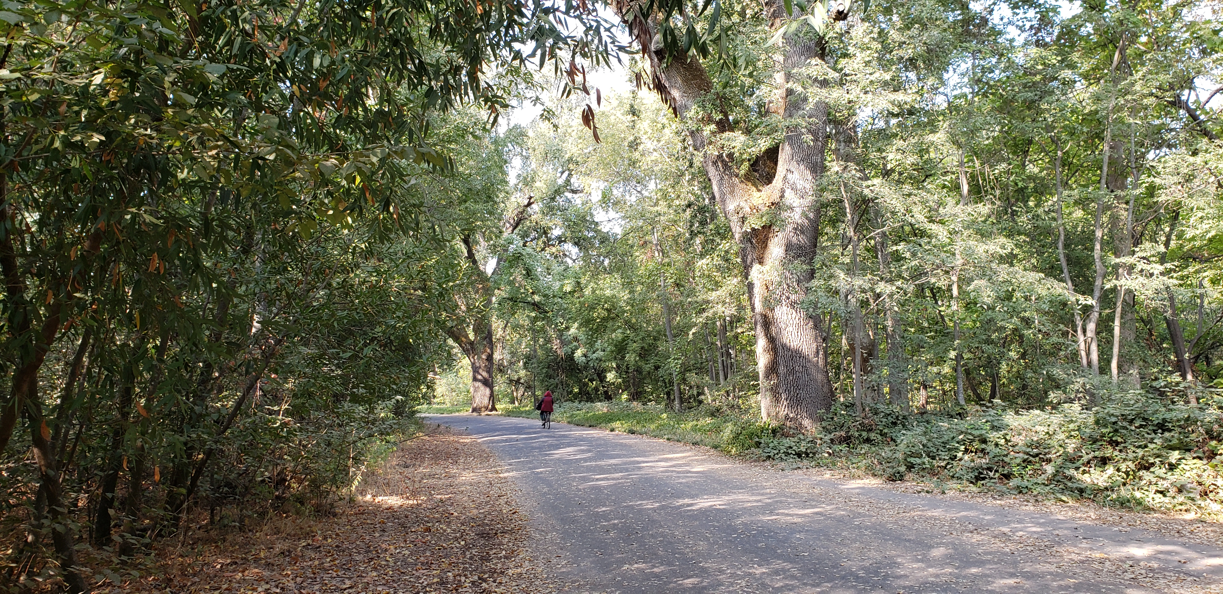 South Park Drive stays open to cars
